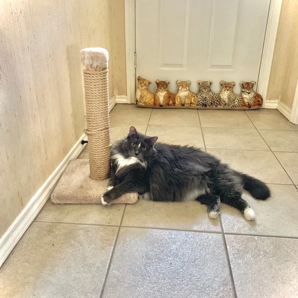 Meet your Posher, Cassie - Picture 6 of 8